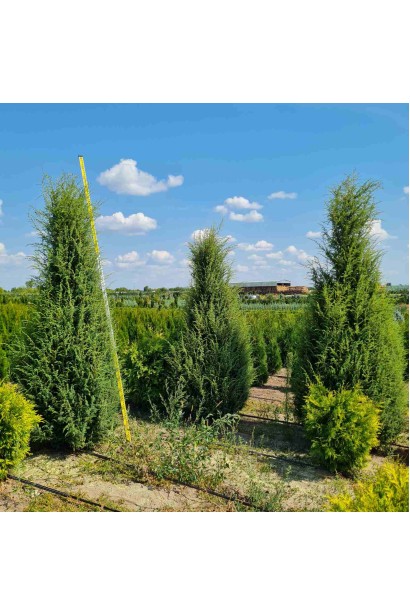 Ялівець колоновидний - високі хвойні дерева